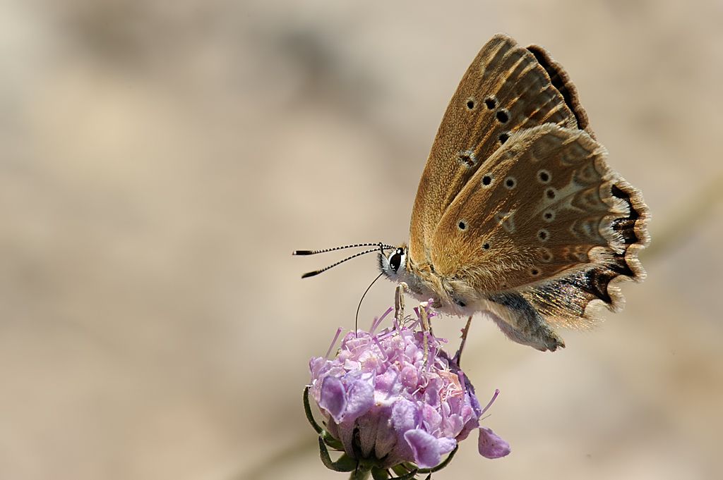 Polyommatus (Meleageria) daphnis